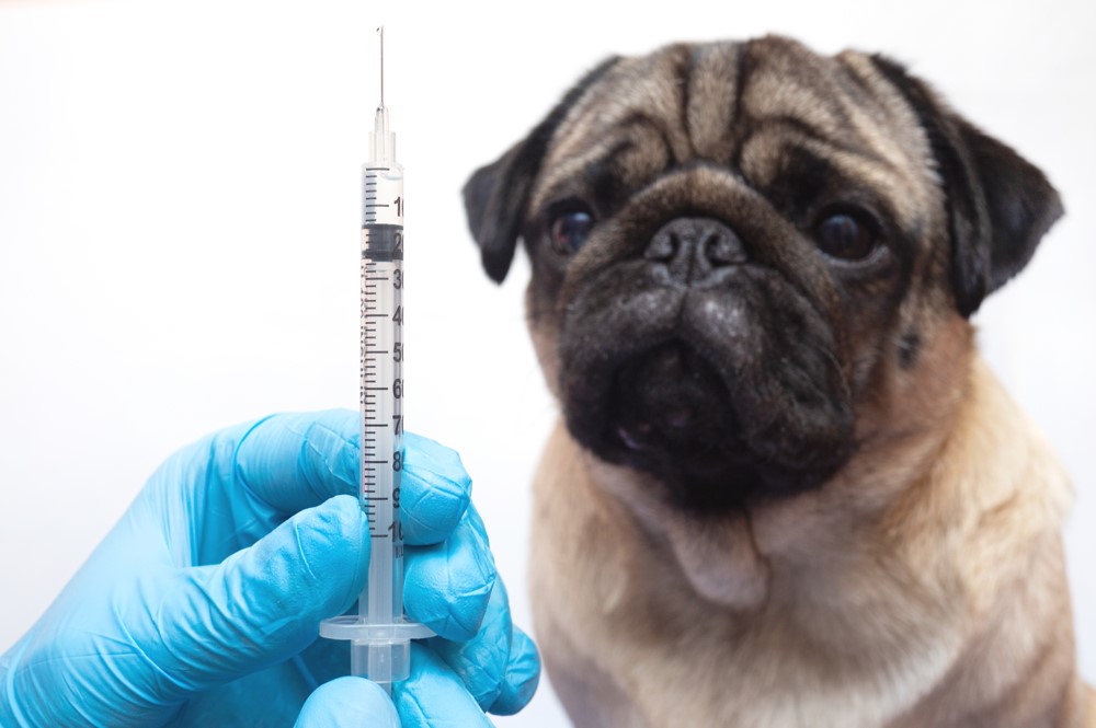 Vacinas para cachorro: o que os tutores precisam saber 

As vacinas para cachorro desempenham um papel importante para a saúde e bem-estar dos pets, além de ser fundamental na prevenção de doenças graves, que podem surgir em qualquer fase da vida do animal, colocando em risco toda a família.

Qual é a importância das vacinas para cachorro?

De fato, uma das principais preocupações que o tutor de cães deve ter é quais vacinas dar para cachorro filhote. Inclusive, esse cuidado é necessário quando o pet possui cerca de 45 dias e que deve se estender por toda a vida do animal.

Sendo assim, a vacinação para cachorro precisa ser seguida à risca para prevenir a circulação e ocorrência de doenças que afetam os animais e até humanos, como a raiva, e outras condições letais, como a cinomose e a parvovirose.

Como funciona a vacina para cachorro?

A vacina para cachorro funciona da mesma forma que atua para humanos. Isto é, ela pode ser feita com o agente infeccioso atenuado (com atividade reduzida) ou inativado (morto ou em fragmentos). 
Portanto, a aplicação da vacina nos animais faz com que o sistema imune de tais cães identifique os agentes infecciosos atenuados ou fragmentados e, por consequência, acaba criando uma resposta imunológica. 

Em resumo, assim como nos humanos, as vacinas para cachorro são responsáveis por imunizar os pets dos possíveis agentes infecciosos. 

Especialmente no início da vida do animal, a frequência de doses deve ser respeitada para garantir uma boa produção de anticorpos, assegurando a saúde e qualidade dos cães por um longo tempo.

Vacinas para cachorro é na Ufape Veterinária 

A Ufape atua nos casos mais críticos, mas também batalha diariamente para fazer da prevenção o melhor aliado da qualidade de vida dos animais. 

Todos os dias, especialistas da Ufape ofertam uma medicina veterinária de excelência, trazendo para os pets o tratamento de ponta que ele merece.

Portanto, a vacinação tanto de filhotes como de cães adultos, é de extrema importância, principalmente aos animais que costumam ser hospedados em hotéis ou que vão para parques e petplaces pela facilidade de contágio de várias doenças entre eles. 

Na Ufape vacinamos seu melhor amigo contra diversas condições. Afinal, prevenir é melhor que remediar!

