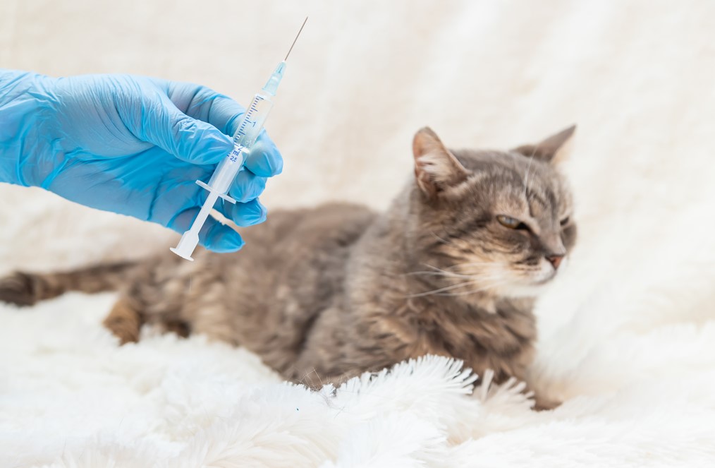 Vacinas para gatos: como deve ser a imunização felina?

As vacinas para gatos são fundamentais para evitar a exposição dos felinos a doenças graves e zoonoses, que são patologias que podem ser transmitidas dos animais para os humanos. Entretanto, a tabela de vacinação pode gerar muitas dúvidas, especialmente, em relação ao intervalo de tempo entre as doses.

Por que a vacina para gatos é tão importante?

As vacinas são responsáveis por proteger os gatos e até a sua família contra diversas doenças. Criados a partir de fragmentos ou vírus e bactérias inativados, os imunizantes estimulam a criação de anticorpos pelo próprio corpo do animal. 

Em geral, essas células de defesa reduzem os efeitos ou impedem que o felino contraia doenças, inclusive, algumas zoonoses. Isto é, condições que podem acometer humanos, colocando você e sua família em risco. 

Portanto, vacinar é um ato de amor e proteção ao seu felino e família contra doenças. É importante seguir a tabela de vacinação para gatos corretamente de acordo com a indicação do seu médico veterinário. 

Quando começar a vacinação para gatos filhotes?

A primeira vacina para gato filhote deve ser aplicada entre seis e oito semanas de vida do felino, uma vez que o animal já está maduro o suficiente para desenvolver anticorpos de forma eficaz. 

Vacinas para gatos é na Ufape Veterinária

A Ufape atua nos casos mais críticos, mas também batalha diariamente para fazer da prevenção o melhor aliado da qualidade de vida dos animais. 

Todos os dias, especialistas da Ufape ofertam uma medicina veterinária de excelência, trazendo para os pets o tratamento de ponta que ele merece.

Na Ufape vacinamos seu melhor amigo contra diversas doenças. Afinal, prevenir é melhor que remediar!