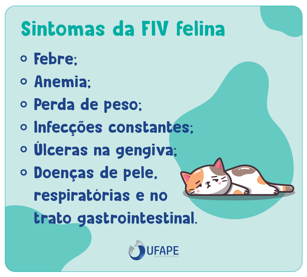 Os sintomas da FIV felina podem acometer os gatos de diferentes modos, ou seja, alguns passam anos assintomáticos, enquanto outros apresentam rapidamente algumas complicações como: Febre; Anemia; Perda de peso; Infecções constantes; Úlceras na gengiva; Doenças de pele, respiratórias e no trato gastrointestinal. 