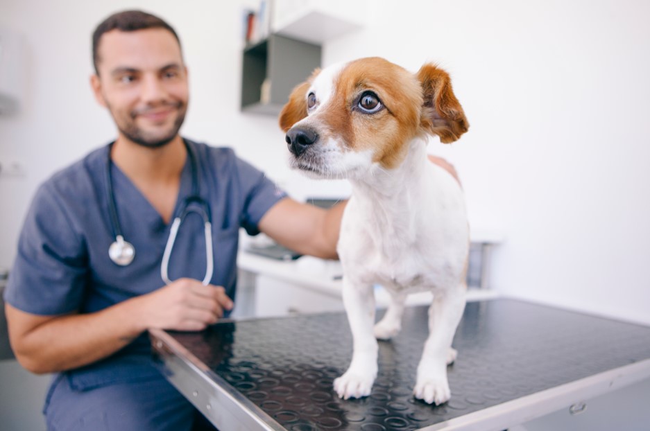 Veterinário clínico examinando um cachorro de pelo branco e manchas marrons em um hospital veterinário.