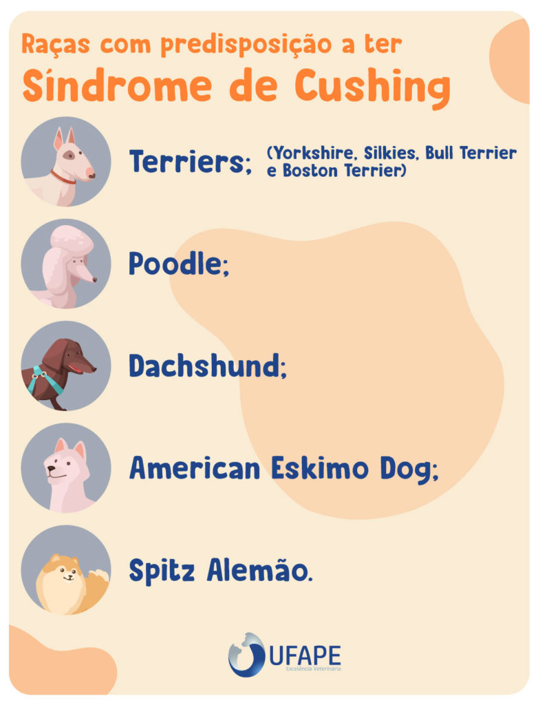 Raças com predisposição a ter síndrome de Cushing: Terriers (Yorkshire, Silkies, Bull Terrier e Boston Terrier);  Poodle;  Dachshund; American Eskimo Dog; Spitz Alemão.