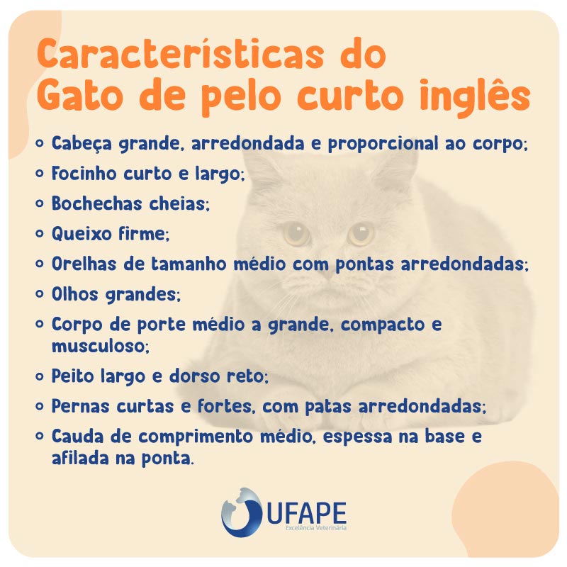 Características do gato de pelo curto inglês: Cabeça grande, arredondada e proporcional ao corpo; Focinho curto e largo; Bochechas cheias; Queixo firme; Orelhas de tamanho médio com pontas arredondadas; Olhos grandes; Corpo de porte médio a grande, compacto e musculoso; Peito largo e dorso reto; Pernas curtas e fortes, com patas arredondadas; Cauda de comprimento médio, espessa na base e afilada na ponta. 