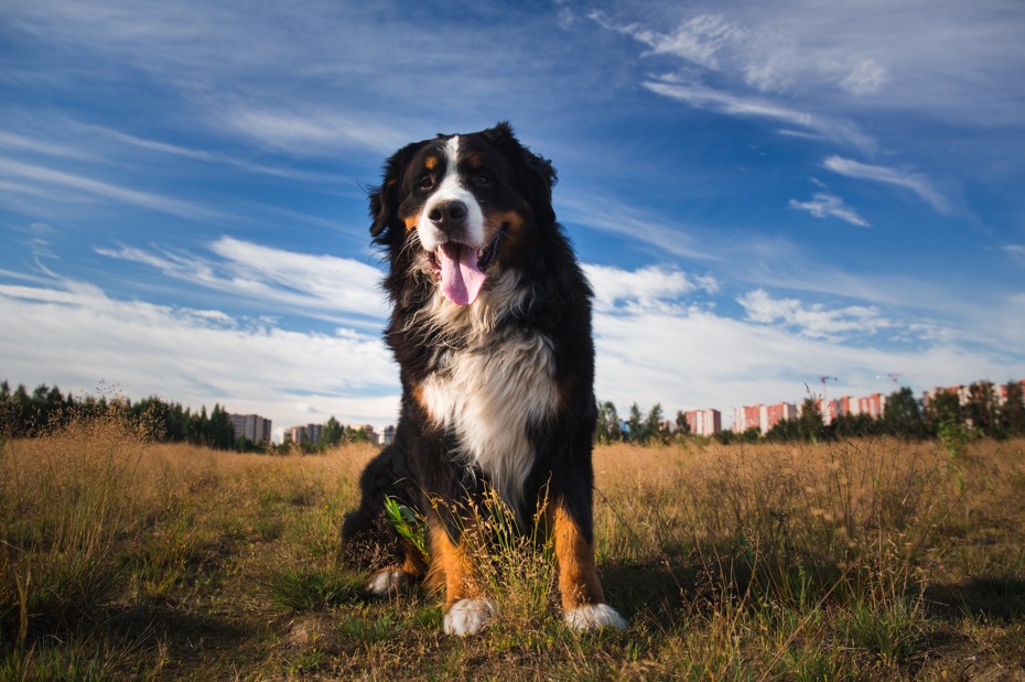 A imagem apresenta um majestoso exemplar de uma das "raças de cachorro grande", provavelmente um Bernese Mountain Dog, posando em um campo aberto com a paisagem urbana ao fundo.