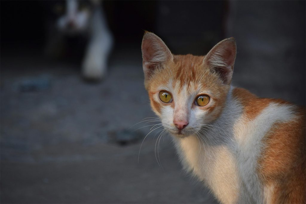 Meu pet está vomitando: quando devo me preocupar?