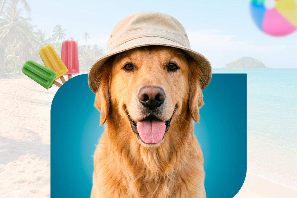 Cuidados com os pets no verão